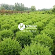 218米嵊州最楼房！万人体育馆！嵊州新中心正式对外发布！（附海量效果图）