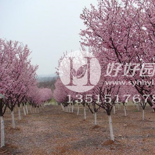 日本文明与抚州的悠长根由：跨过山海的沟通之旅