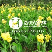 高黎贡白眉长臂猿“干饭”被拍
